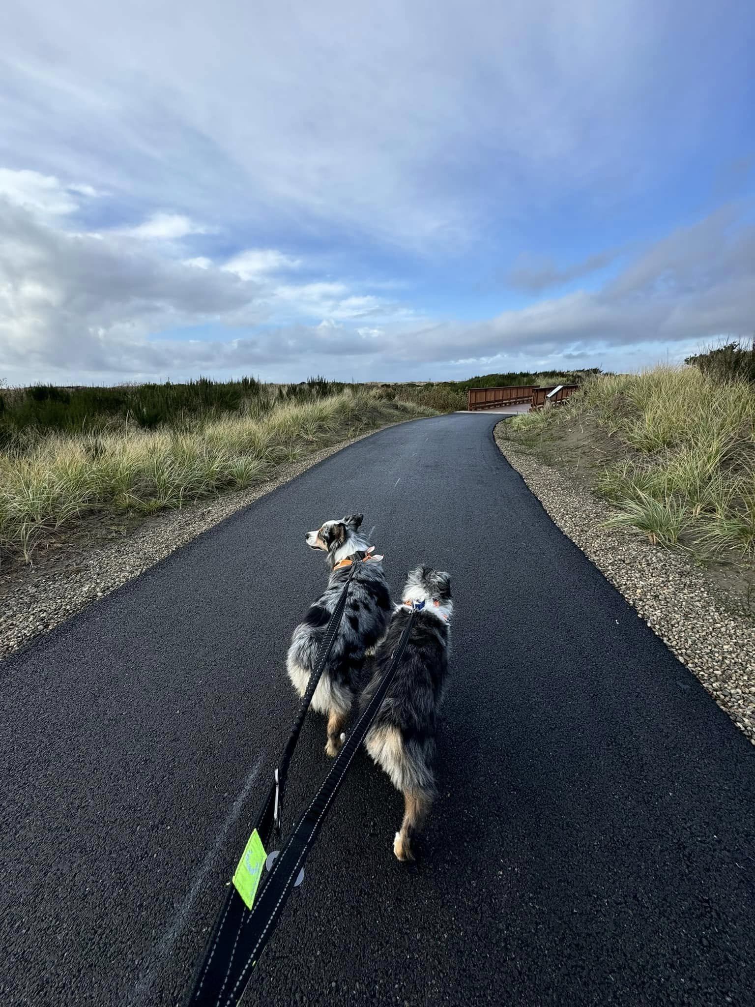 Dogs walking on high dunes trail