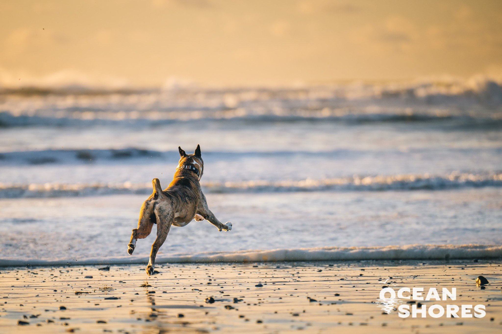 Dog dives into the surf at Ocean Shores