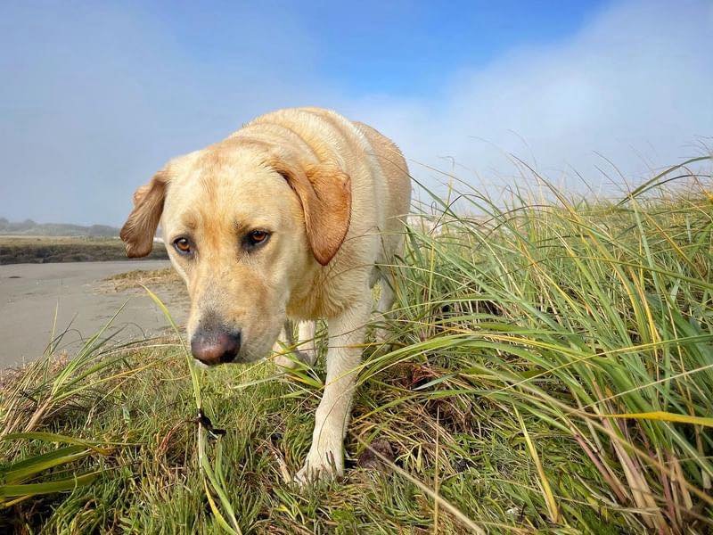 Dogs enjoying the dunes near Oyhut Bay